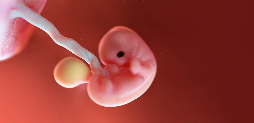 7 неделя беременности от зачатия: УЗИ плода, фото живота, что происходит с мамой и малышом