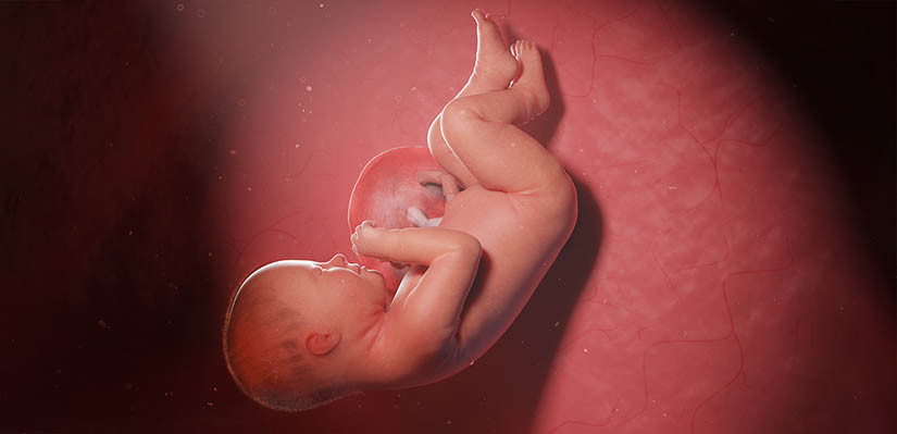 Как происходит питание малыша в утробе матери - geolocators.ru